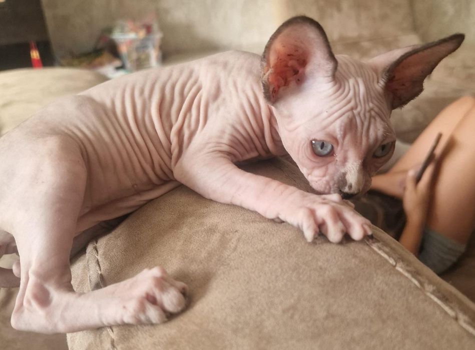 Gatinha sphynx olhos azuis