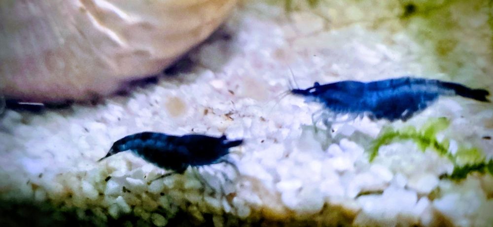 Neocaridina Davidi - Painted Red Fire/Blue Dream - Linhas Selecionadas