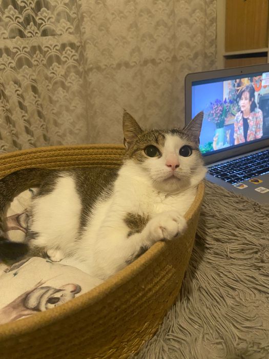 Poszukujemy dobrych właścicieli dla ślicznego kociaka.