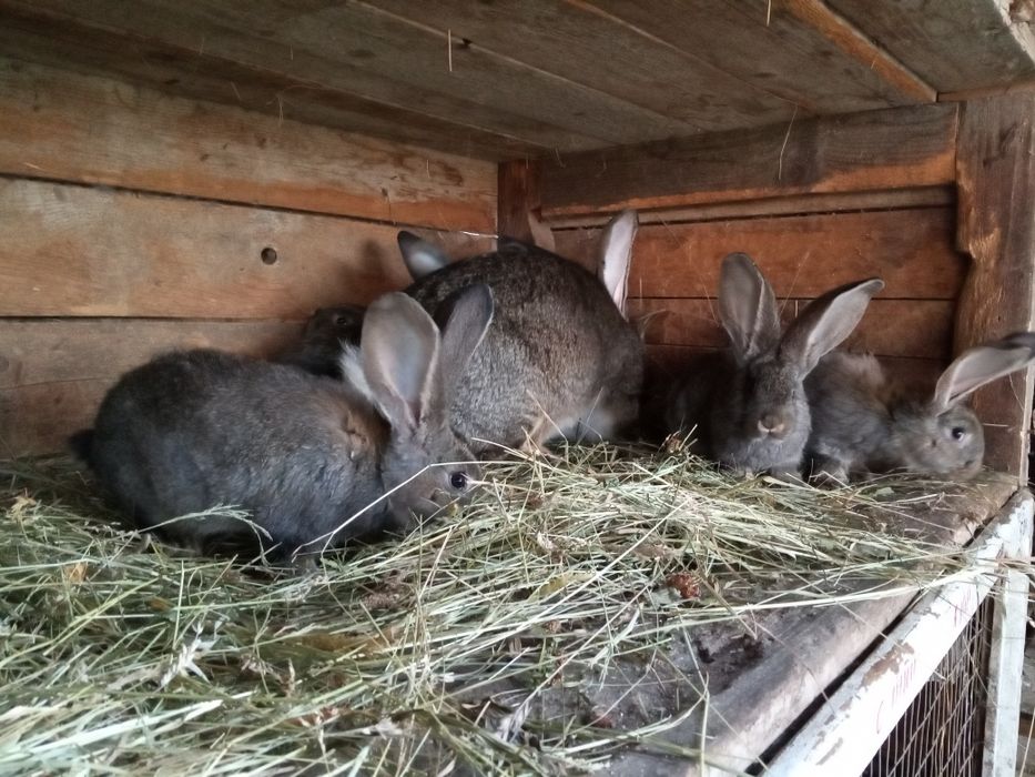 Продам кроликів     .