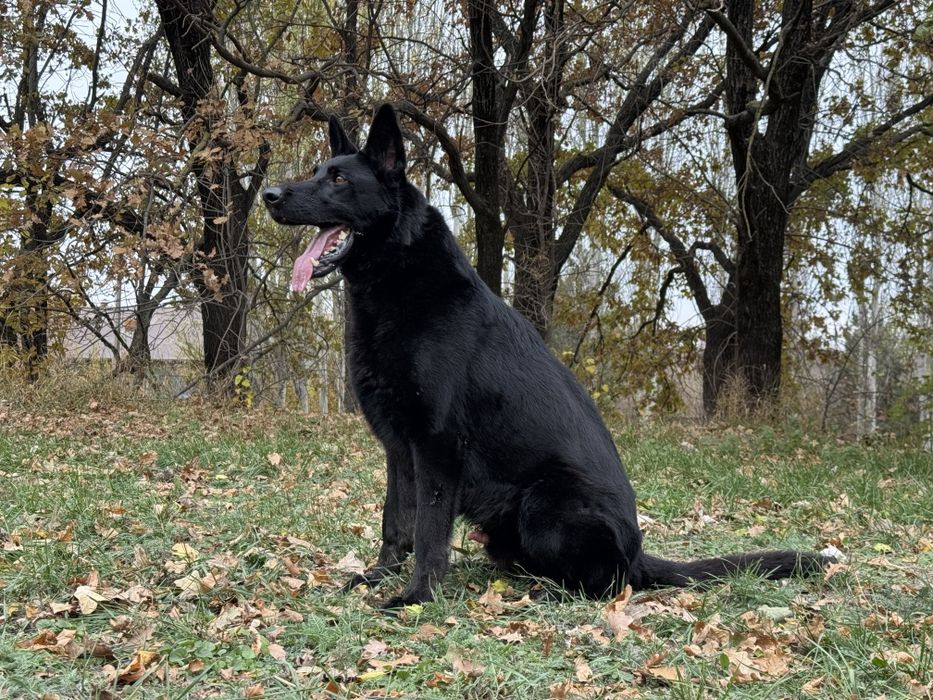 Немецкая овчарка