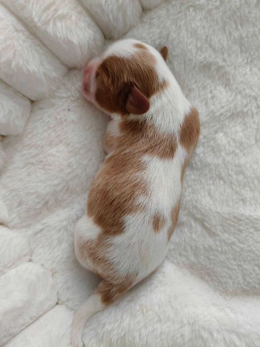 Cavalier King Charles Spaniel FCI szczenię