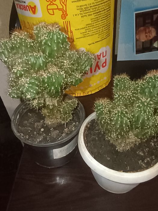 Кактус цереус перуанський