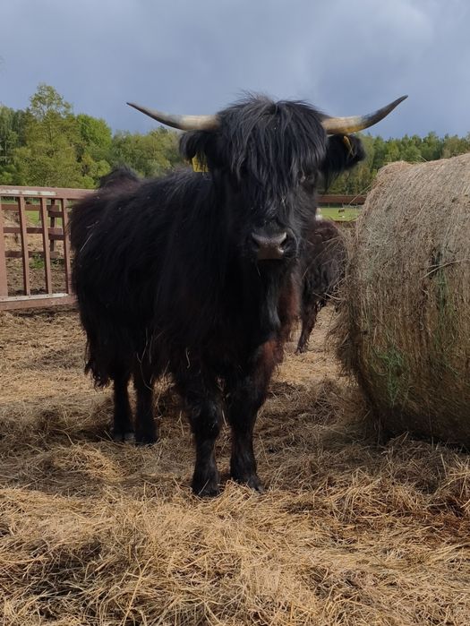 Krowa 4letnia rasy Higland Cattle, szkocka krowa