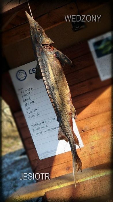 Pstrąg wędzony, ryby wędzone