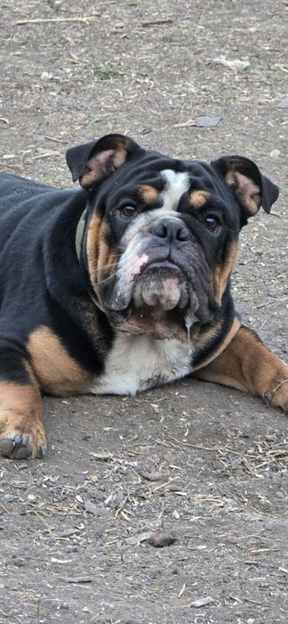 Англійський бульдог