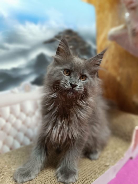 Kawaler solid Maine Coon