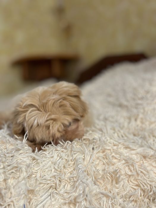 Мальтипу дівчинка ф1 доставка чіп бейбі фейс коротенький носик !