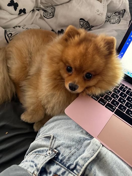 В'язка померанський шпіц