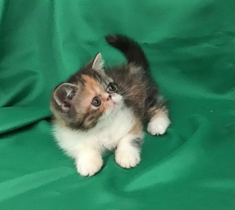 Екзотична Черепахова дівчинка Нора