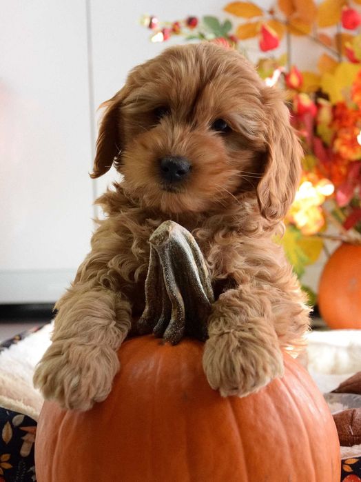 Cockapoo sunia F1 Cocker spaniel & pudel miniatura