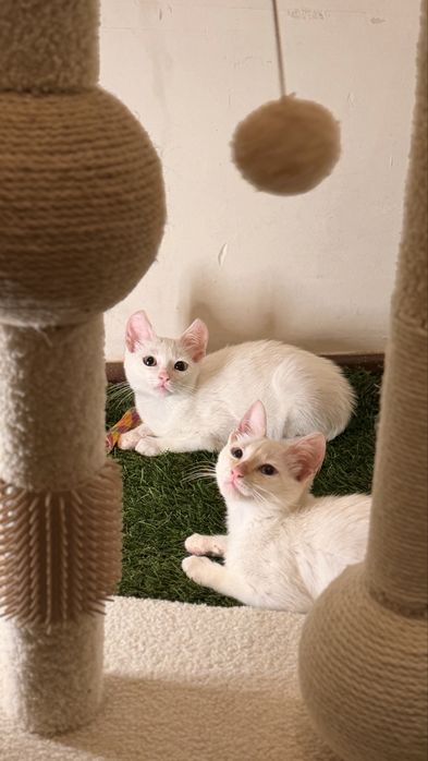 Gatinhos para Adoção muito responsável