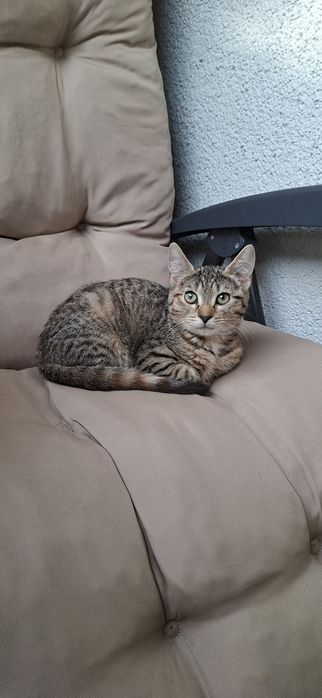 Cudna, 5-miesięczna Maja do adopcji