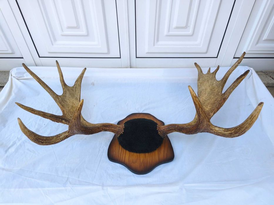 Galhada de Alce Canadiano / Troféu de Caça com Base de Madeira / Comprimento 125cm.