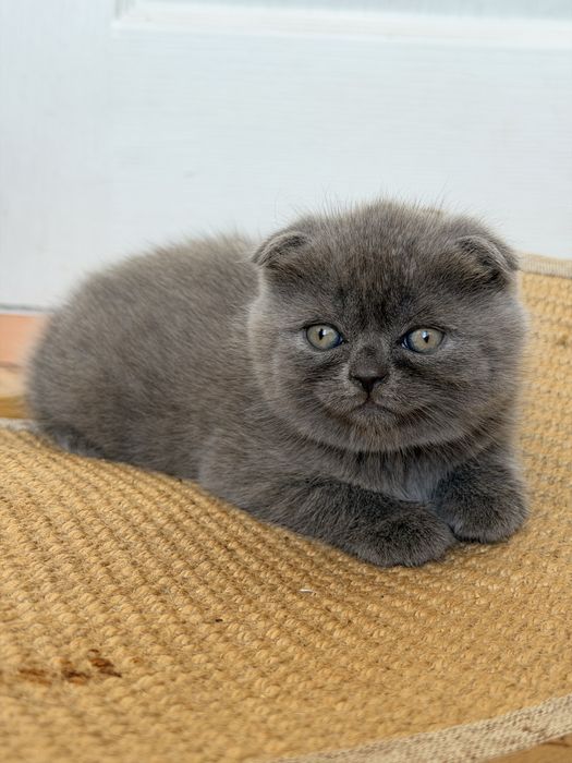 Породисті кошенята