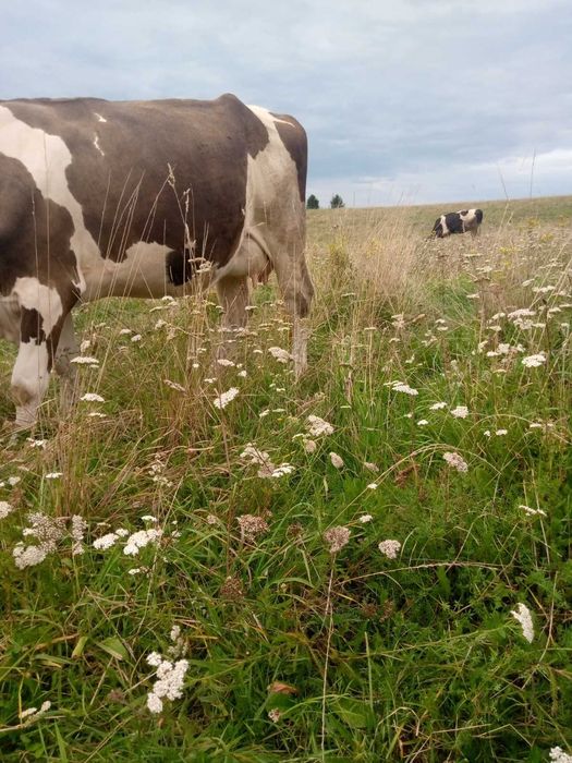 Продам молоду корову