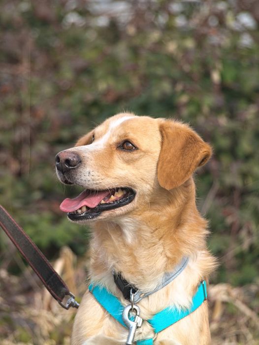 Beżowy pies pilnie szuka domu