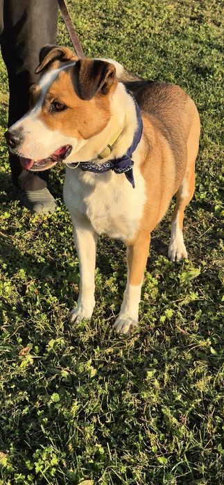 Piesek około trzy lata