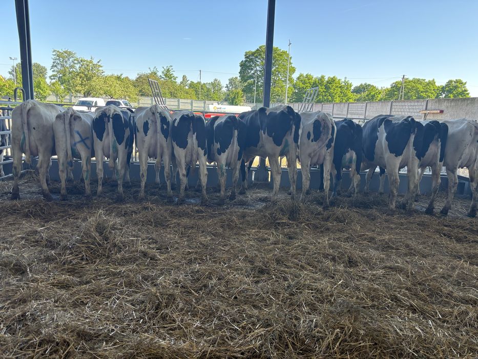 Jałówki cielne pierwiastki krowy . Import