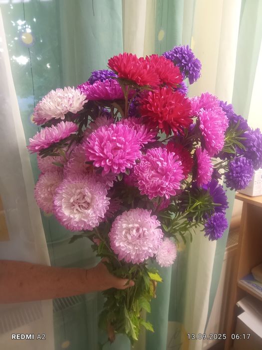 Сімена айстри різного кольору.