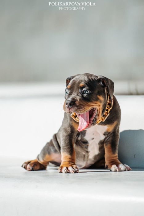 Американский булли