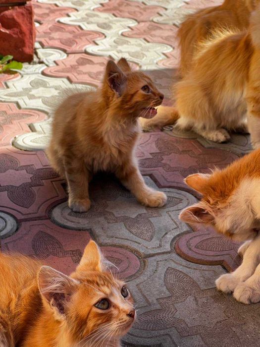 Віддам Котиків в добрі руки