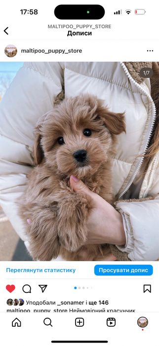 Улюблені собачки мальтіпу