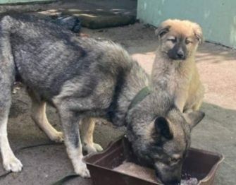 Отдам даром в добрые руки собаку метис хаски