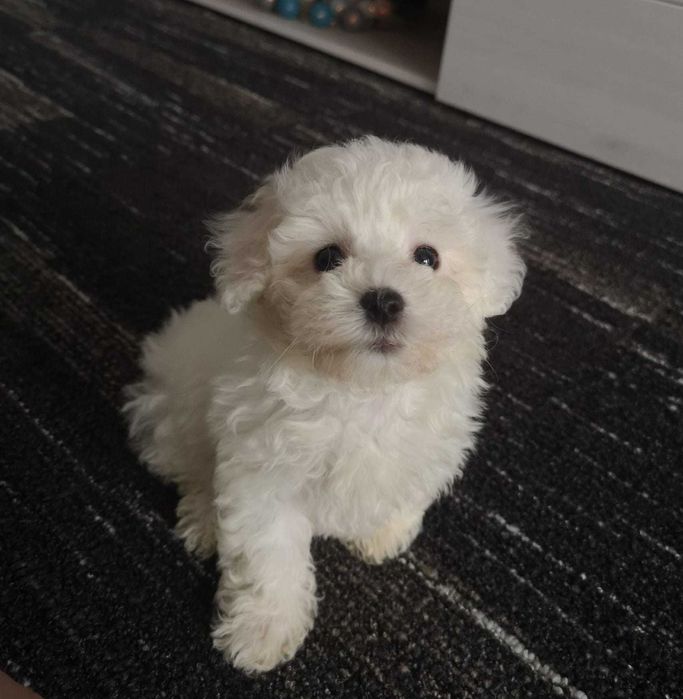 Бішон фризе  хлопці та дівчата  бейби фейс