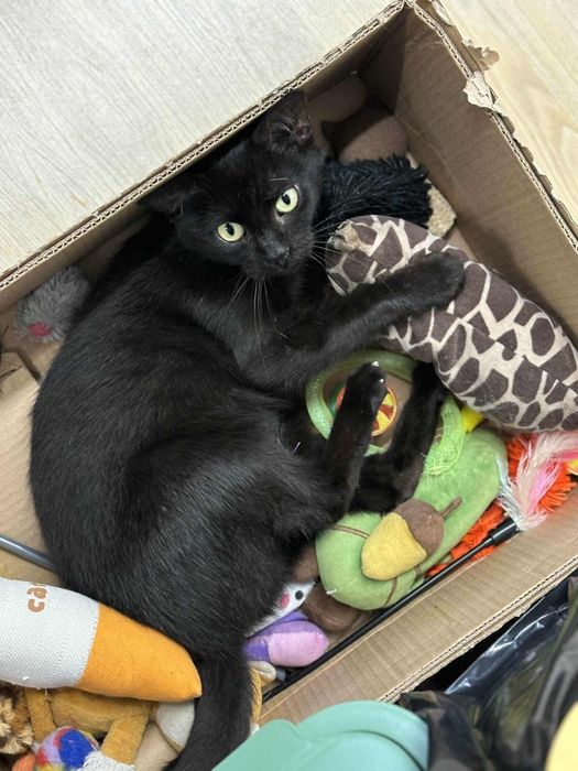 Tarta , czarna młoda kotka po sterylizacji