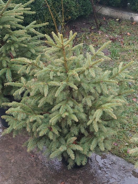 Ялинки різних розмірів