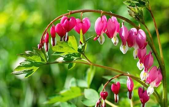 Продам квітку діцентру (розбите серце)