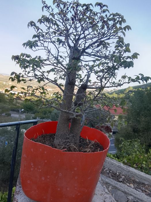 Pré bonsai de ulmos