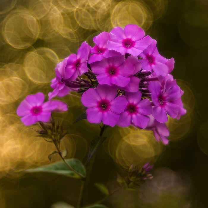 MEYER-OPTIK GÖRLITZ TRIOPLAN 2.8/100  gwint M42    Soap bubble bokeh