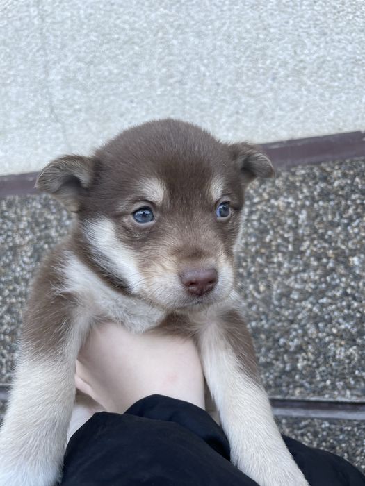 Цуценяти хлопчики