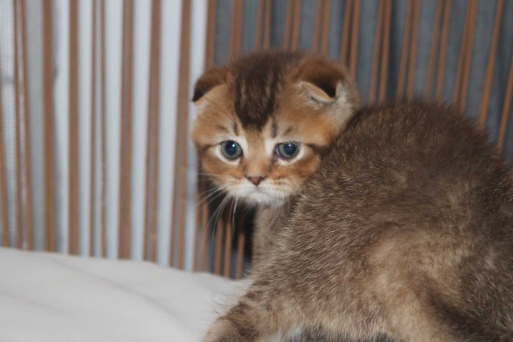 Um gatinho scottish fold golden brown