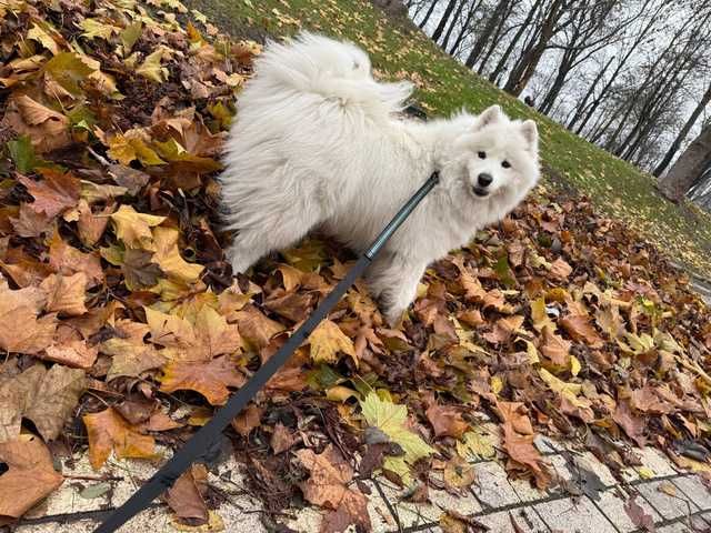 Ищу человека, который будет выгуливать мою собаку.