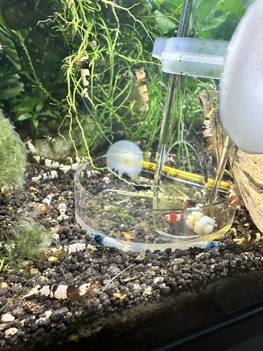 Krewetki caridina po selekcji Black Crystal