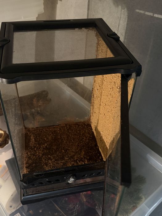 Terrarium szklane 30 × 20 cm + akcesoria GRATIS