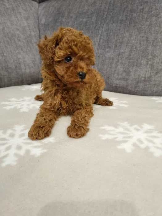Poodle Vermelho disponível