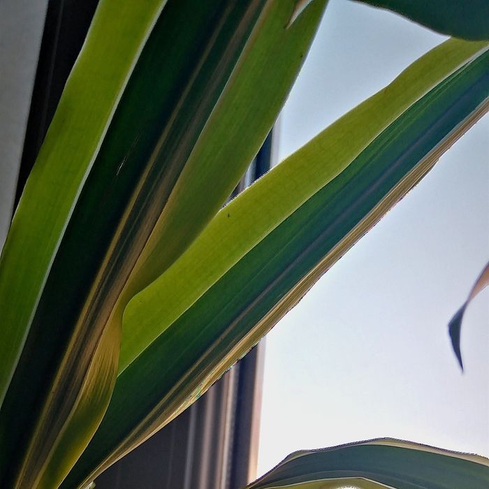 Kwiaty doniczkowe rośliny wymiana