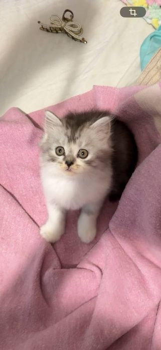 Скоттиш фолд, вислоухие котята, скоттиш страйт,шотландцы, вислоухие