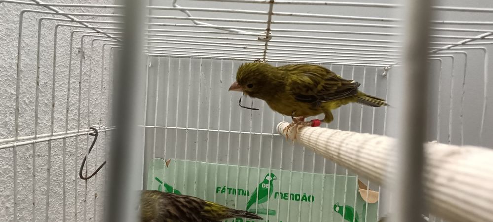 Canários timbrados espanhol