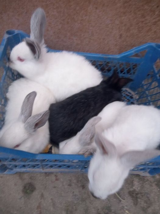 Кролики недорого 3 місяця