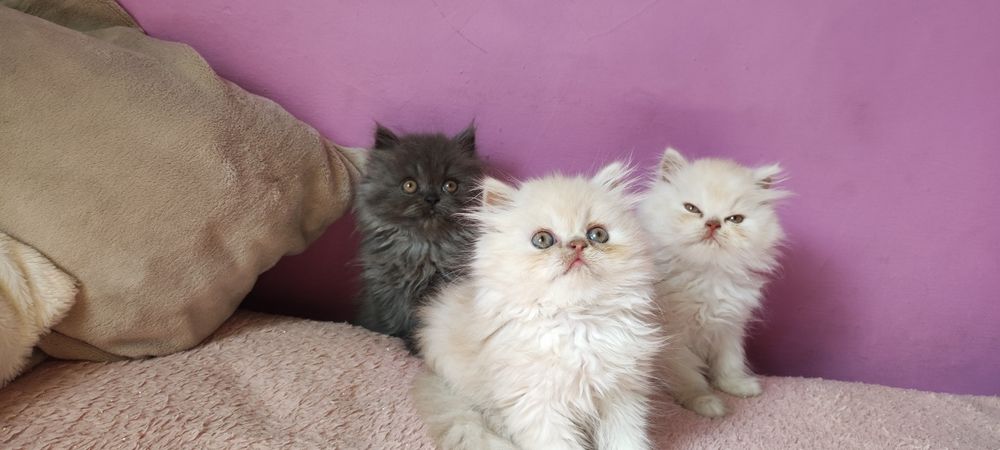 Perski kocurek,pers, perska