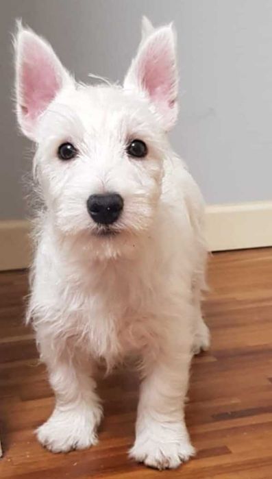 suczka West Highland White Terrier z metryką ZKWP po  Championie