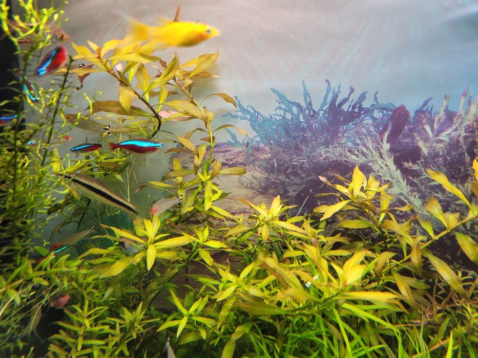 Roślina akwariowa Polysperma- nadwodka