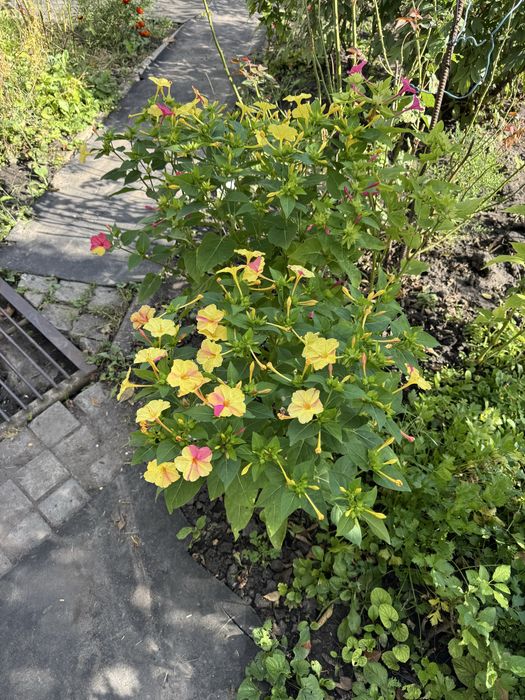 Дача в с.Благодатне