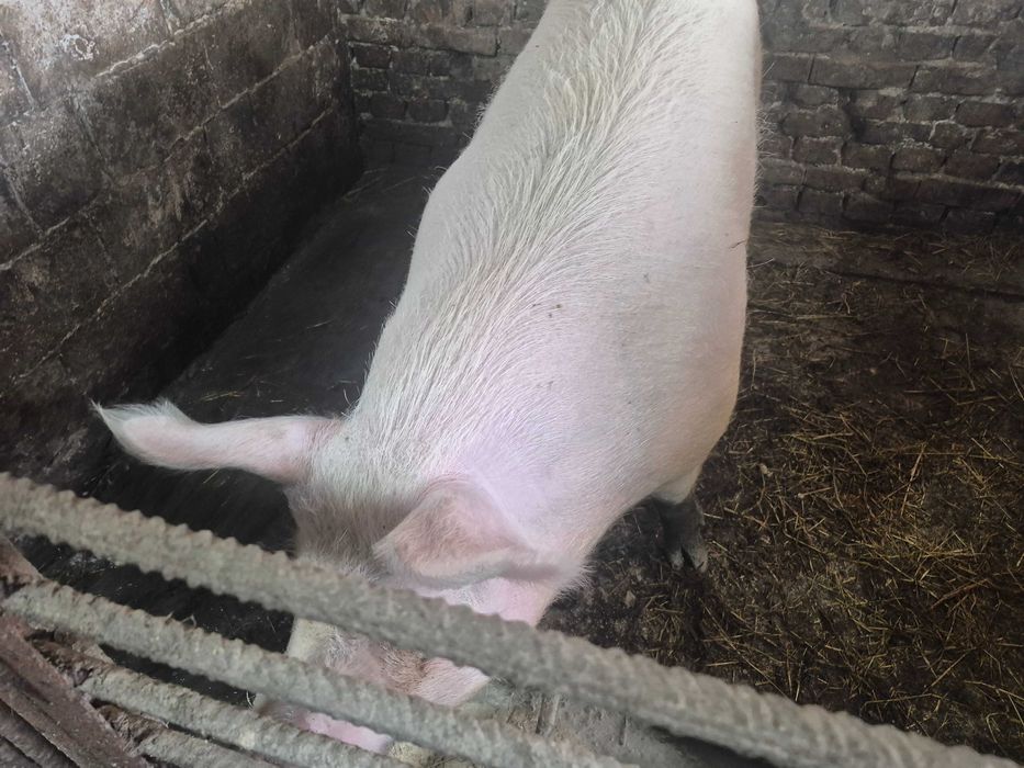 Свині на домашніх кормах