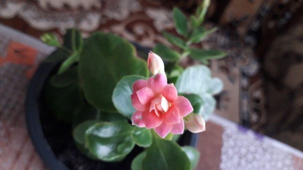 Каланхоє білий, червоний і розовий